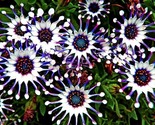 Osteospermum Mix 10 Seeds ~ Spider ~ Daisy - $6.75