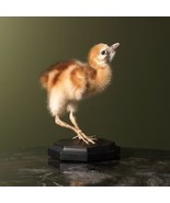 Super Rare Baby GREY-CROWNED CRANE TAXIDERMY BIRD MOUNT Beautiful Feathers - $550.00