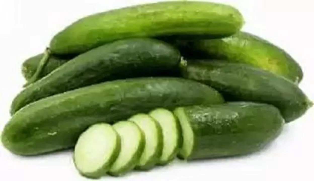 25 Seeds Oregon Cucumbers 8&quot; Long Cucks Easy Growing Vegetables Pickling Gardeni - £10.05 GBP