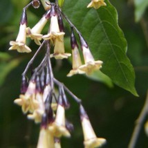 Cestrum Guatemalensis 5 Seeds Gardening USA SELLER - £14.50 GBP