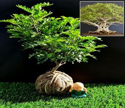 Chinese pepper bonsai &quot;Sichuan Pepper&quot; - Kokedama Bonsai - £67.96 GBP