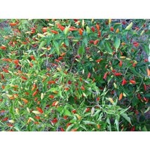 Tabasco Pepper Seeds Gardening Easy Grow Usa Shipping - £4.31 GBP