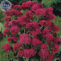 Ageratum Red Sea 10 pack strong purple red colour indoor flowers - $8.72