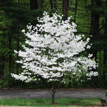 Dogwood white flowering 18-24 inches tall seedling - $59.95