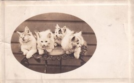 Four Long Hair Kittens Cats  RPPC Real Photo Postcard E18 - $5.93