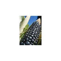 20 Seeds Corn Blue Hopi Ornamental Great Heirloom Vegetable - $6.00
