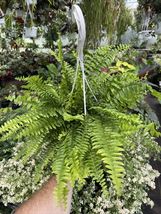 Live Plants Nephrolepis Exaltata ‘Nevada’! Live Boston Fern! Six Inch - £46.64 GBP