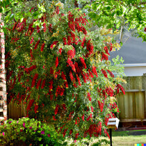 100+ Weeping Bottle Brush Seeds (C Viminalis) Fast Growing Red Flower Tree - $164.86 MXN
