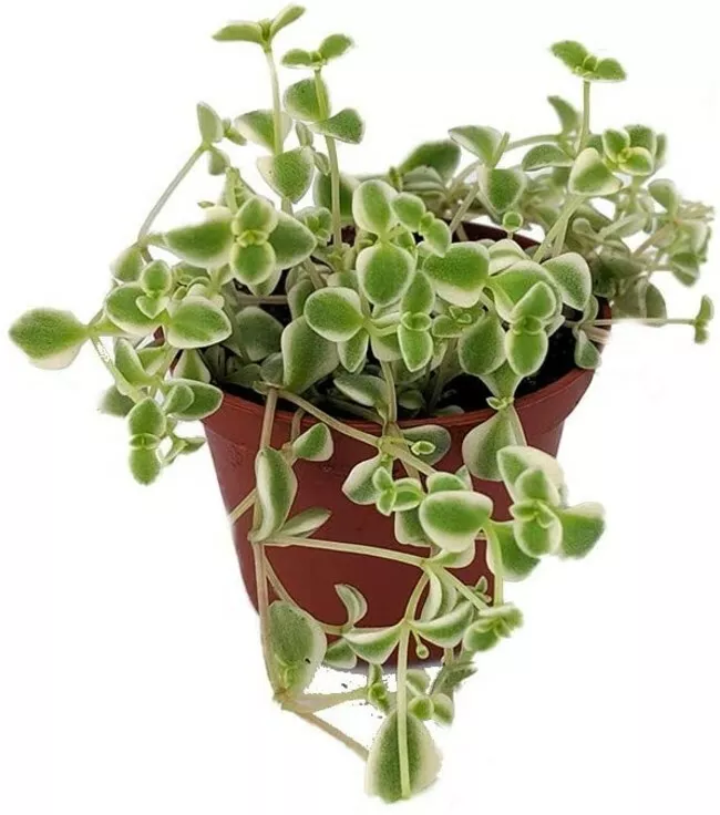 2.5&quot; Pot Sedum Succulent Little Missy Live Plant Flowers Indoors Outdoor Garden  - £26.77 GBP