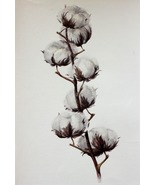 Cotton Bolls Watercolor Painting Original Flowers Botanical Art Ukrainia... - £93.82 GBP