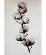 Cotton Bolls Watercolor Painting Original Flowers Botanical Art Ukrainia... - £92.82 GBP