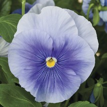 50 Pansy Seeds Delta Pure Light Blue Fresh Seeds Gardening USA - $21.50