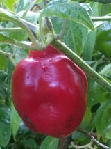 Red Manzano Pepper Seeds (24 seeds per pac) and FREE SHIPPING to US ($1.... - $3.95