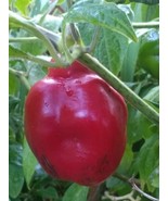 Red Manzano Pepper Seeds (24 seeds per pac) and FREE SHIPPING to US ($1.... - $3.95