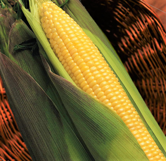 Bulk Kandy Korn Sweet Yellow Corn Se Red Tinted Husk Vegetable Easy To G... - $12.89