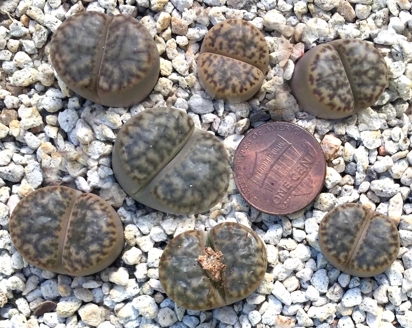 Mesembs Plant--Lithops bromfieldii insularis--Dark!--ONE PLANT FROM GROUP! - $21.46