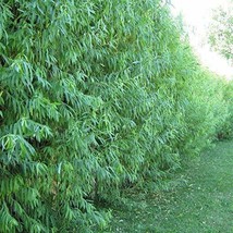 Fresh 40 Austree Willow Salix Cuttings Shade Privacy Fence Fast Growing Ship Fro - $85.90