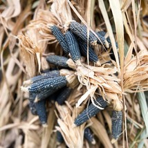 Exotic Black Corn Seed Pack (10) - Organic, Gourmet Garden Planting, Perfect for - £5.07 GBP