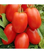 Bloomys 100 Seeds Roma Tomato Seeds Paste Sauce Canning Salads Garden Co... - £8.20 GBP