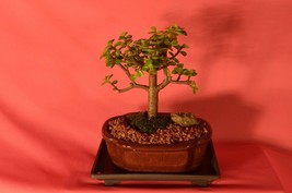 INDOOR BONSAI,MINI JADE,4 YEARS OLD,ACTUAL BONSAI FOR SALE NOT A PHOTO!!! - £34.29 GBP
