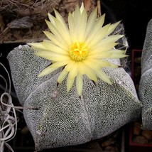 Rare Cactus Seeds, Astrophytum Mix Pack of 10, Create Your Own Desert Oasis, Per - £5.99 GBP