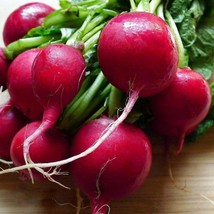 US Seller Cherry Belle Radish Seeds 200 Ct Vegetable Garden - £6.54 GBP