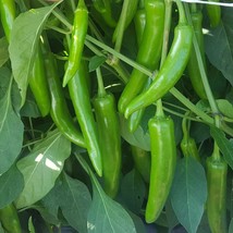 Grow In US 10 Korean Gochujang hot pepper seeds Specialty Spicy - £8.02 GBP