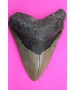Authentic Megadolon Shark Tooth 4.7 Inches 185 Grams Fossil Dino Girl CO... - $194.74 CAD