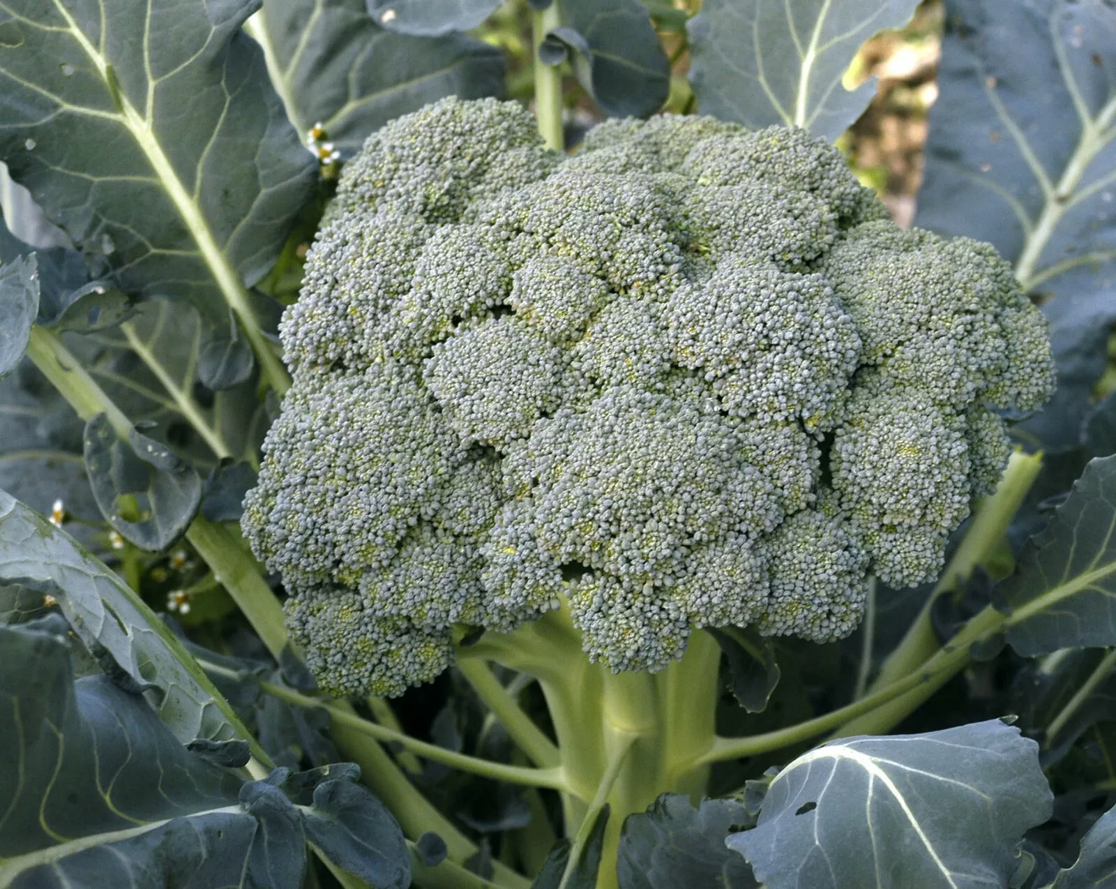 250+ WALTHAM BROCCOLI SEEDS  FRESH HARVEST FOR GARDENS - $2.89