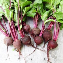 Fresh New Crosby Egyptian Beet 50 Seeds Beta Vulgaris Subsp Vulgaris USA Seller - £6.87 GBP