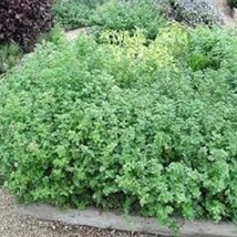 Greek Oregano - Organic Heirloom Seed - Most Popular Oregano On The Mark... - $8.98