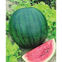 25 seedsSugar baby watermelon seeds  - £5.89 GBP