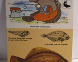 1978 Walt Disney&#39;s Fun &amp; Facts Flashcard #DFF12-24: The Flat Fishes - $2.00