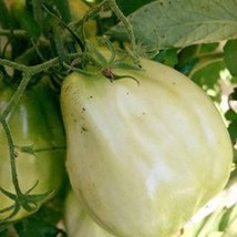 New Fresh Seeds 15 Giant Polish Pear Tomato Seeds - $9.98