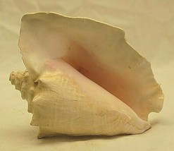 Florida Tropical Sea Shell Conch Seashell Beach Nautical Shelf Decor - £29.45 GBP
