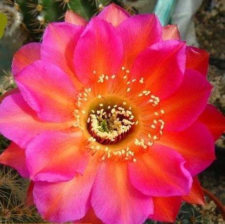Echinopsis Allusion syn Trichocereus ALLUSION