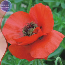 NEW Corn Poppy Flower Coquelicot Flower Seeds, Original pack, 120 Seeds,... - £4.57 GBP