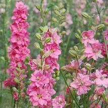 Delphinium / Larkspur- Rose Queen - 50 Seeds Tera Store - £4.77 GBP