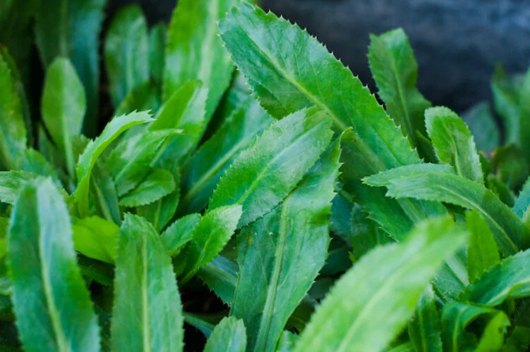 $3.99 = 400+++ Culantro, Mexican coriander,  Ngo gai (Eryngium foetidum)... - $5.24