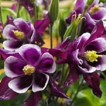 100 Dwarf Columbine Mix Aquilegia Vulgaris Mixed Colors Flower Seeds Fast Ship F - £11.79 GBP