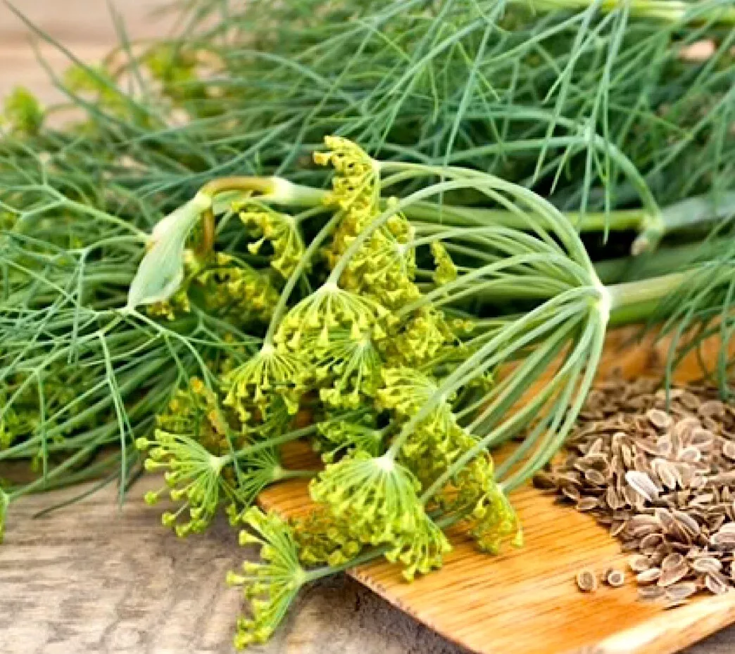 SYST 500 Seeds Dukat Dill Non Gmo Heirloom Seed Catalog Home Garden  - £6.89 GBP