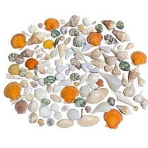 Assorted Lot Sea Shells 3 Pounds Mixed Natural Seashells Art Crafts Beac... - £13.51 GBP