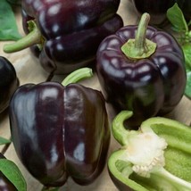 50+ Organic Purple Beauty Sweet Bell Pepper |  Violet Belle Wonder Seed for 2023 - £2.39 GBP+