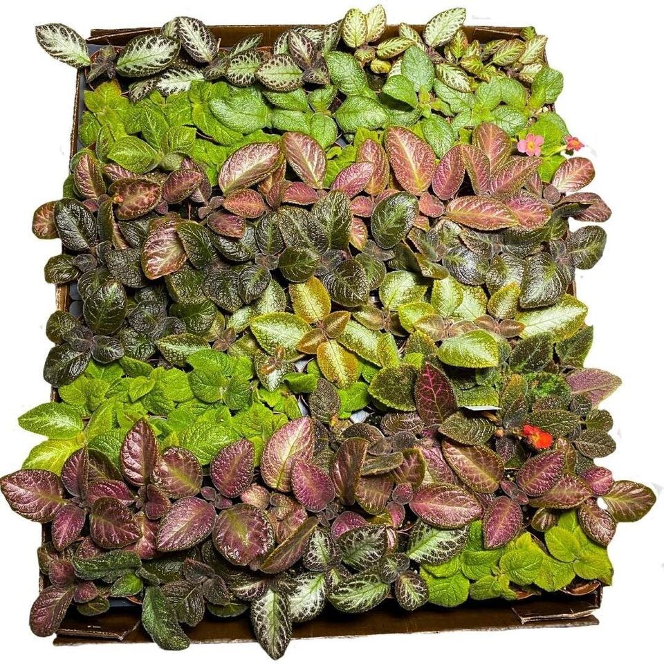 Primary image for Harmony Foliage Episcia Assortment in 2 inch pots 90-Pack Bulk Wholesale Colorfu