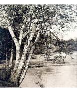 Bath Summer Birch Shore Landscape Maine 1924 Gravure Print New England D... - $48.10 CAD