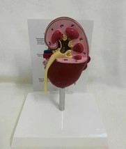 Dog Kidney Model Anatomical Healthy Canine Pet Aids Veterinary Teaching ... - $56.09