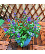 Agastache Rugosa 100Pcs Seeds Korean Indian Mint Blue Licorice Purple Gi... - $14.90