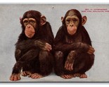 Chimpanzees New York City Zoological Park NYZP NYC UNP DB Postcard Z8 - $4.42