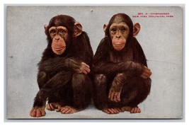 Chimpanzees New York City Zoological Park NYZP NYC UNP DB Postcard Z8 - £3.47 GBP