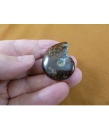 (F415-2) 1-3/8&quot; Ammonite fossil ammonites extinct marine molluscs shell ... - €9,34 EUR
